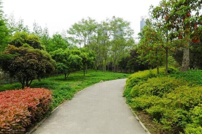 园林绿化公司为您解析树木长势衰弱、叶小发黄的原因